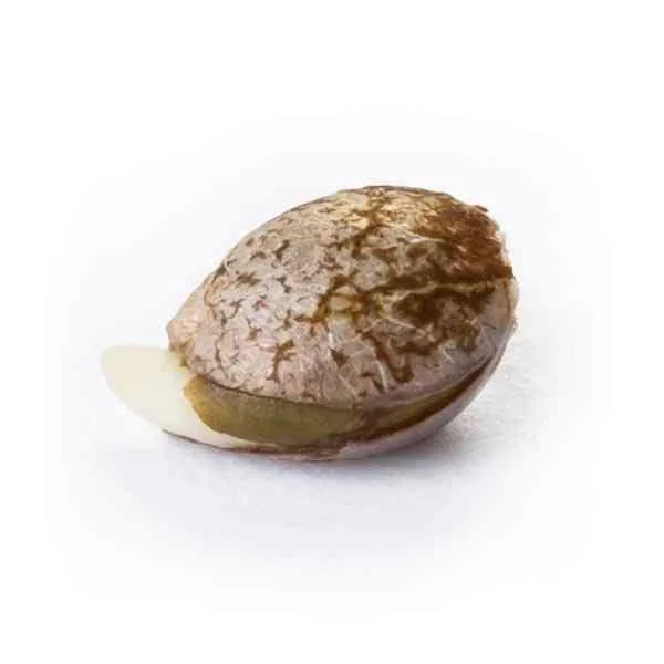 Royal Kush 4