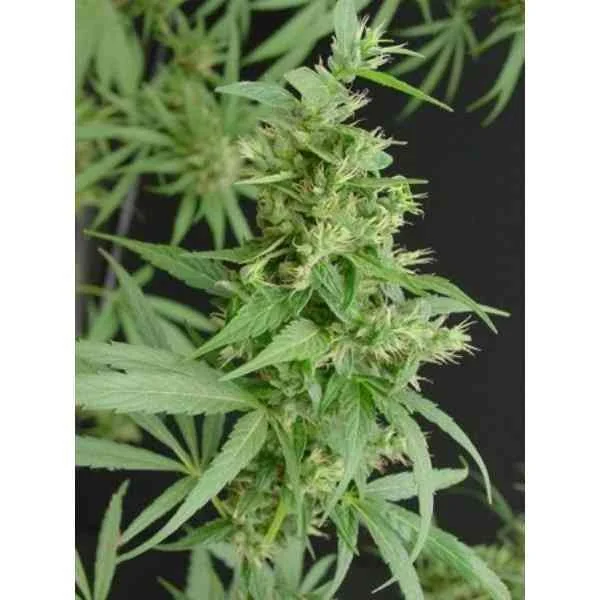 Neville S Haze 2