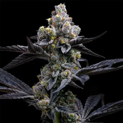 Garlic Cookies