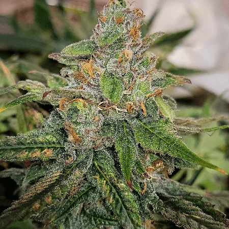 Grappe Tangie 2