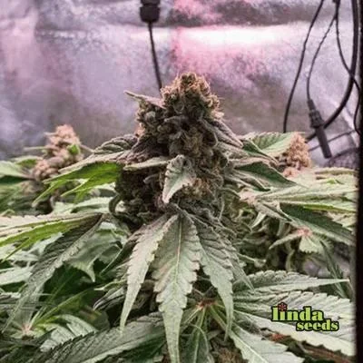 Black Cherry Punch