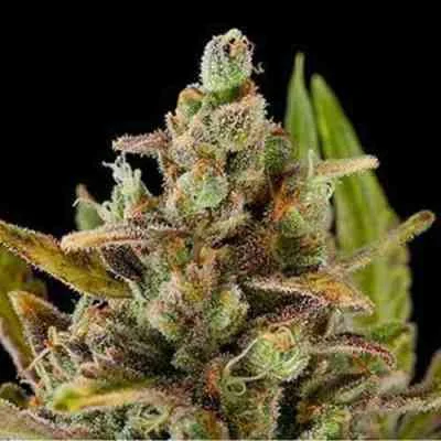 Critical Kush