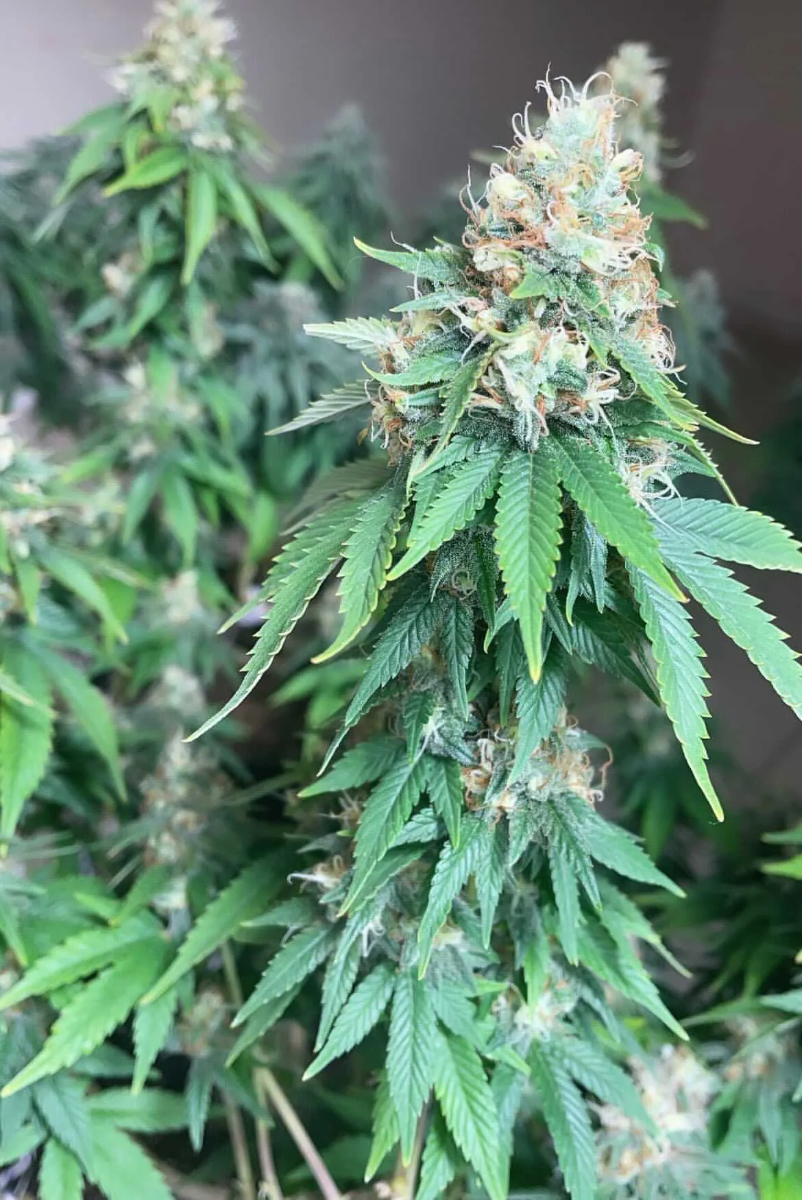 Ak 47