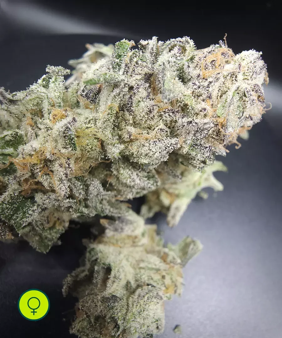 Hawaiian Dosi