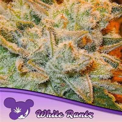 White Runtz
