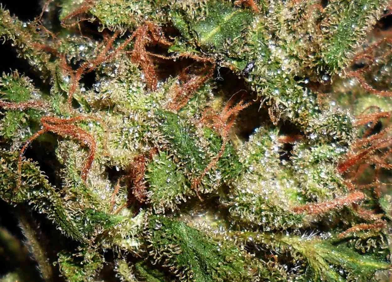 Snow Bud 4