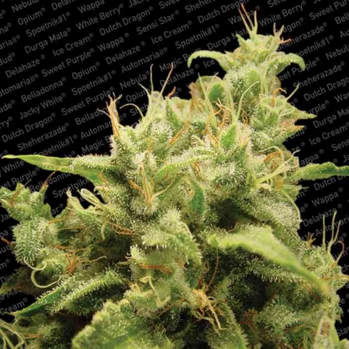 Opium 2