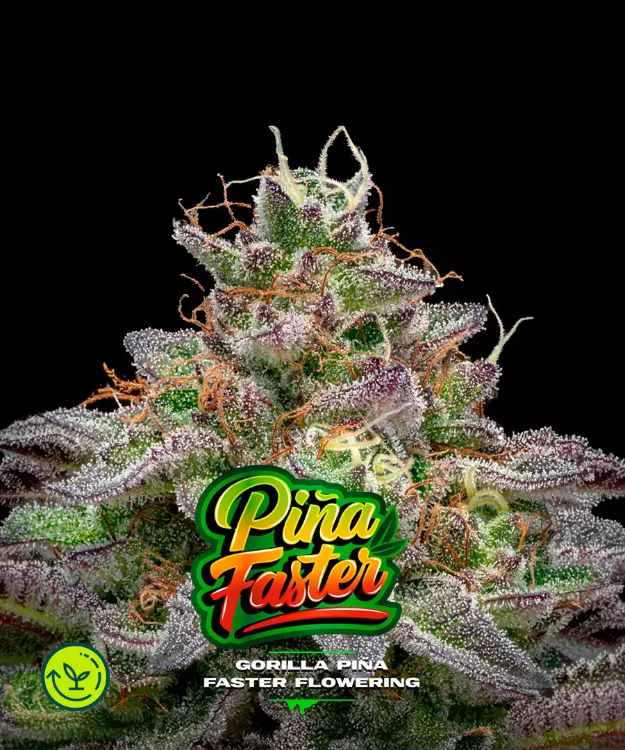 Gorilla Pina 3
