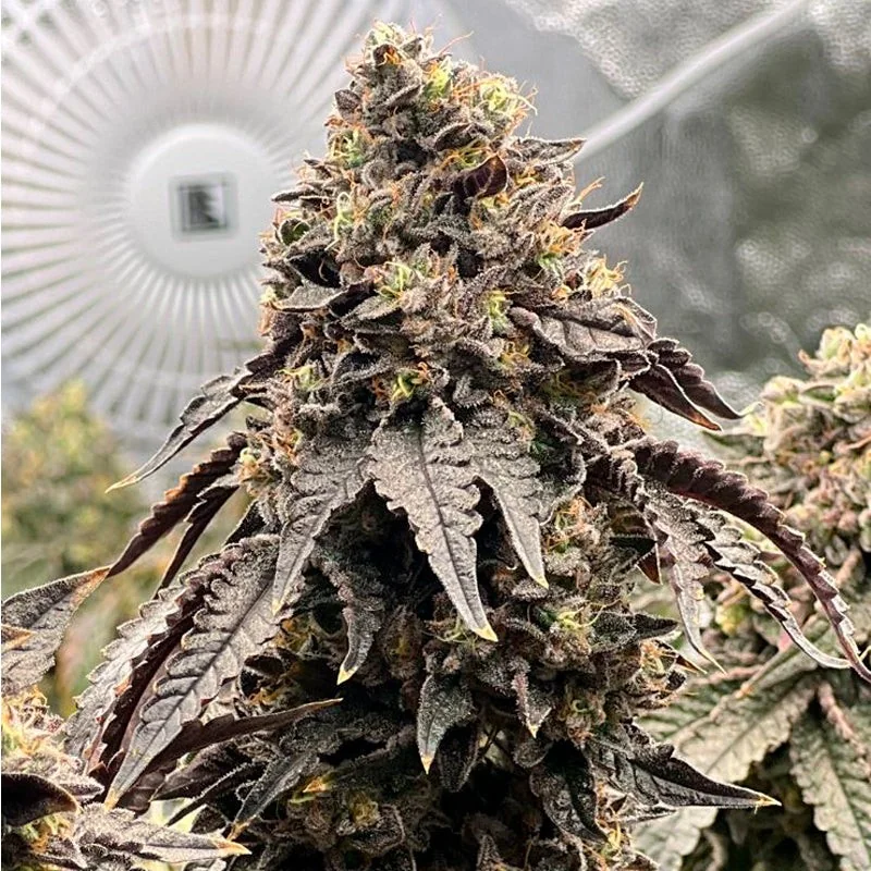 Mango Gelato 2