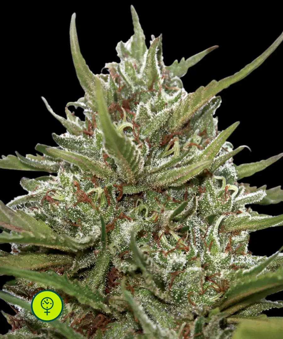 Whiteberry