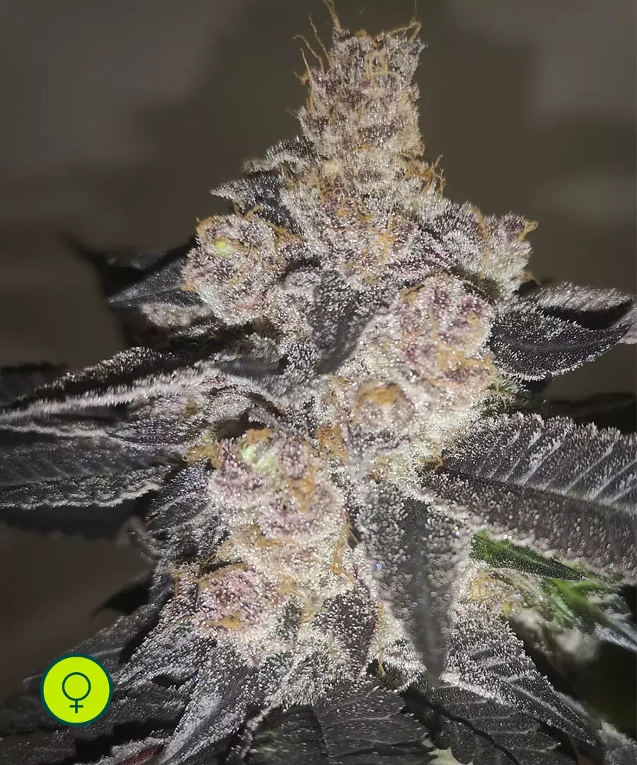Gelato