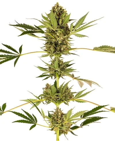 Himalayan Cbd