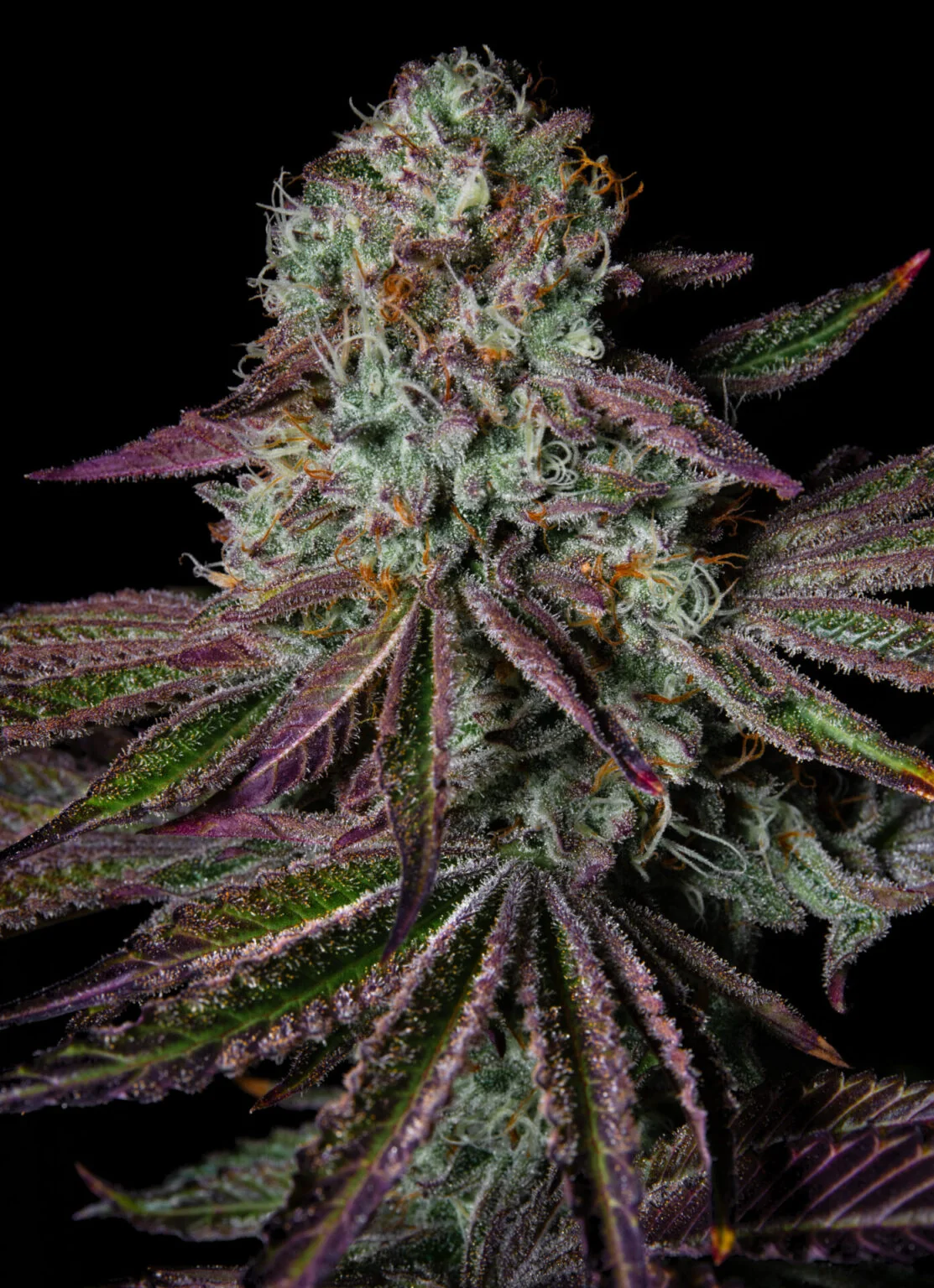 Pure Glitter 2
