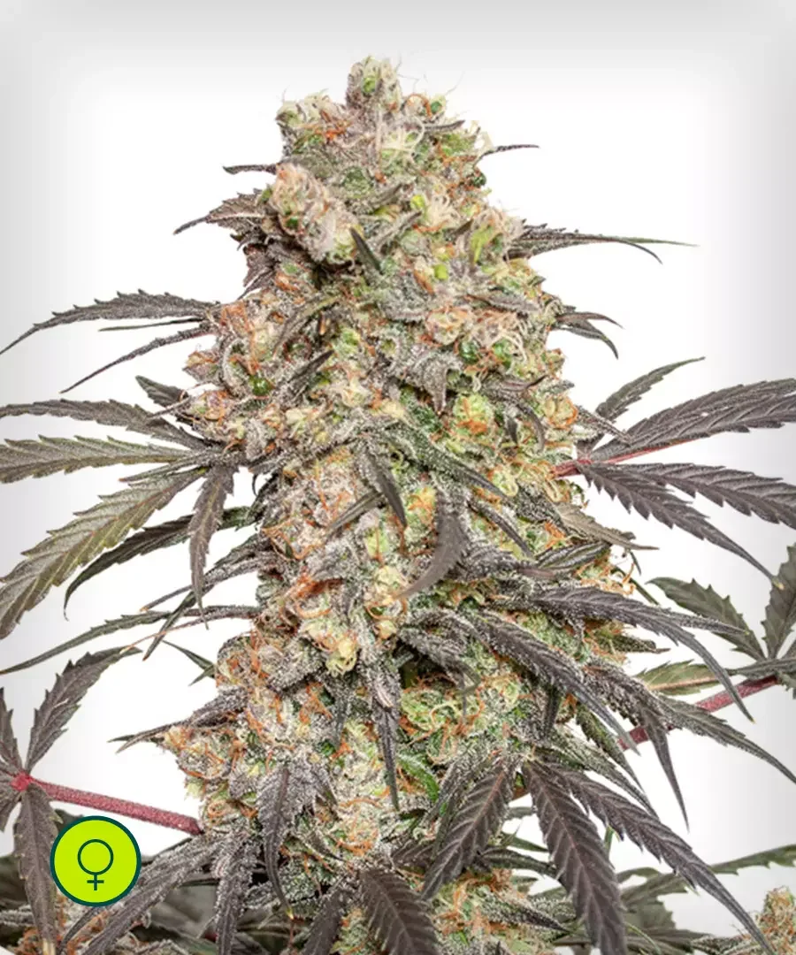 Passion Fruit 3