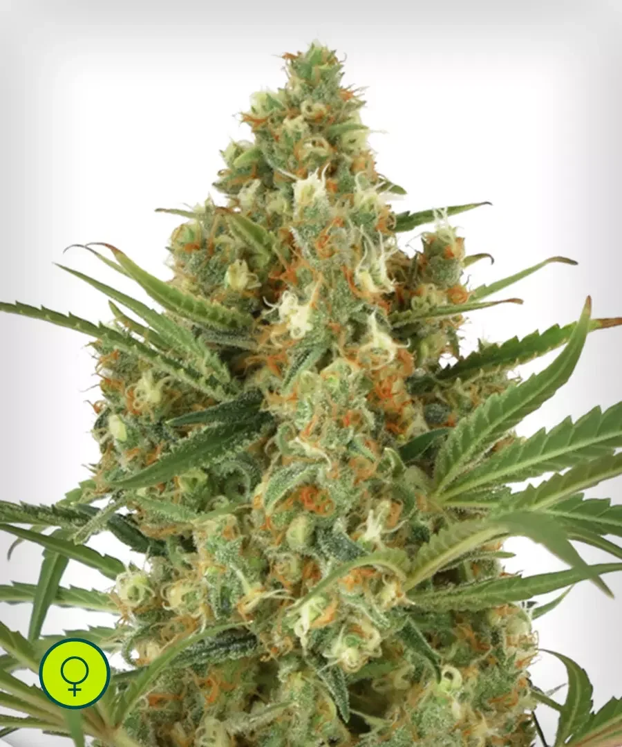 Snow Bud 5