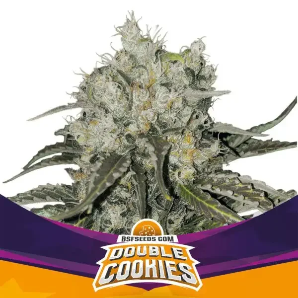 Double Cookies 5