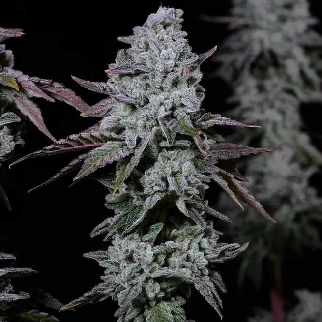 Banana Daddy Ibl 2
