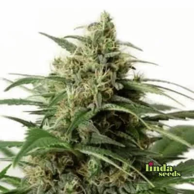 White Widow 4