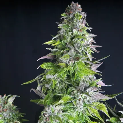 Romulan Usa
