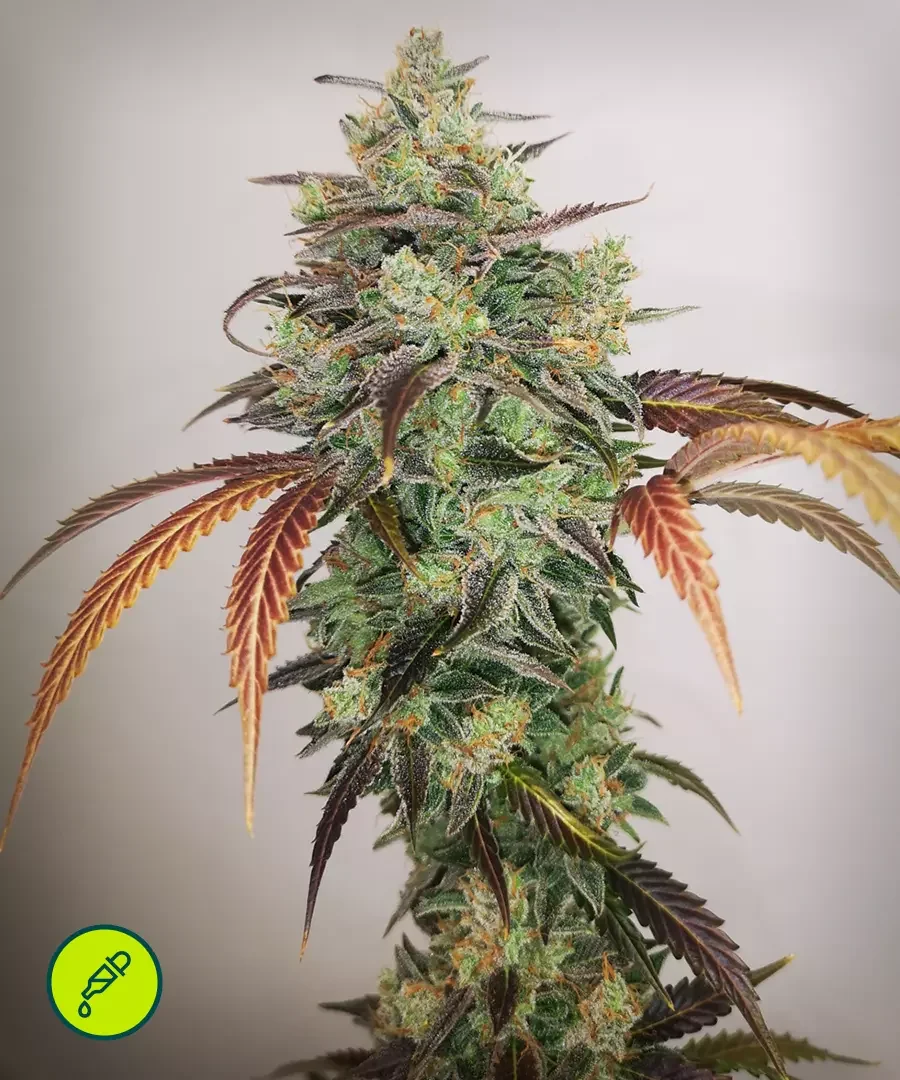 Y Griega Cbd