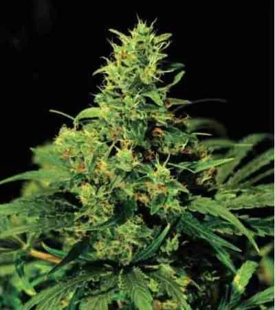 Nyc Diesel 3
