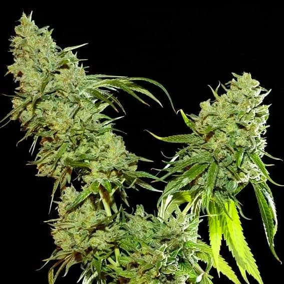Cannatonic Cbd 2