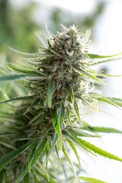 Critical Mass Cbd