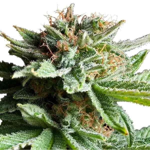 Shining Silver Haze 2