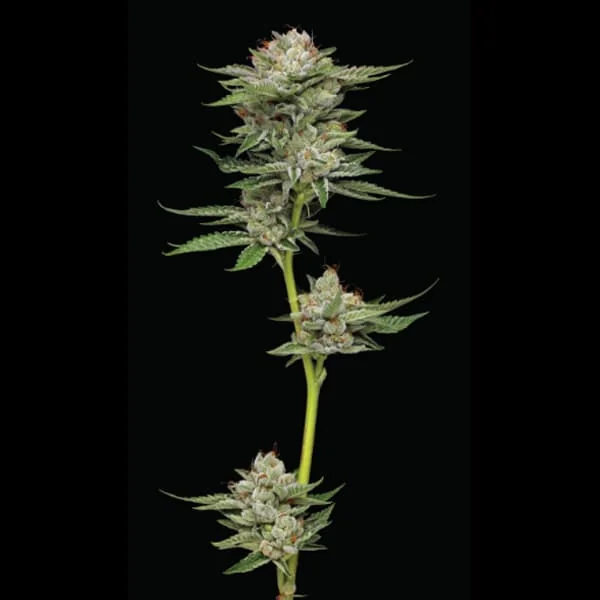 Durban Poison