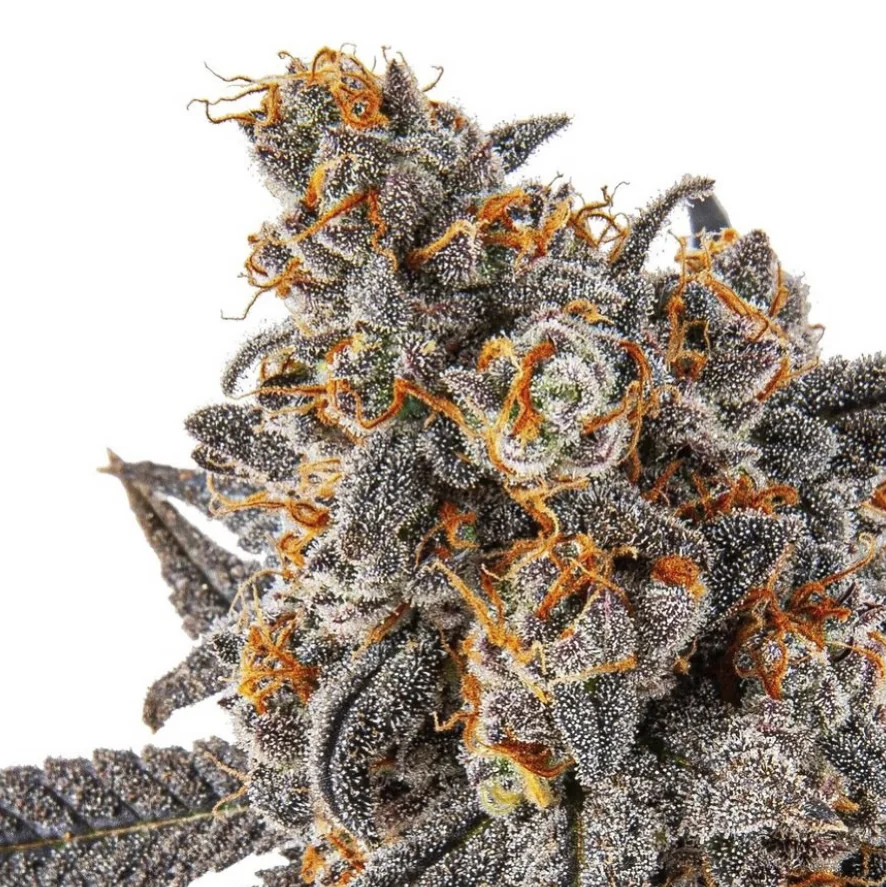 Daily Operations Purple City Genetics 3