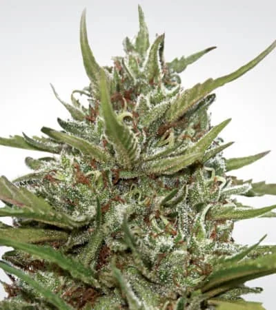 Whiteberry 3