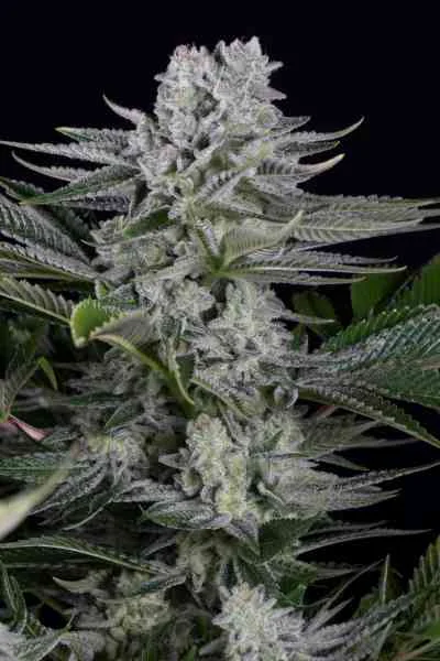 Gorilla Cbd