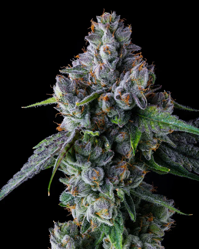 Trillianz 4