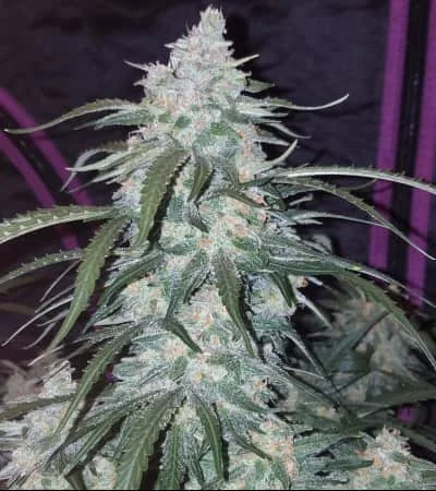 Pineapple Express 3