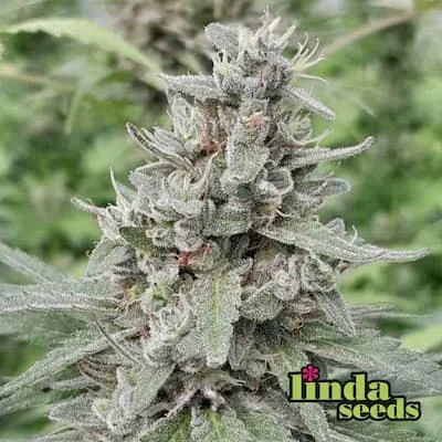 Northern Lights 4