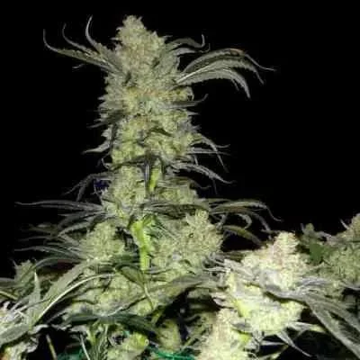 King S Kush 5