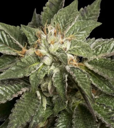 La Confidential