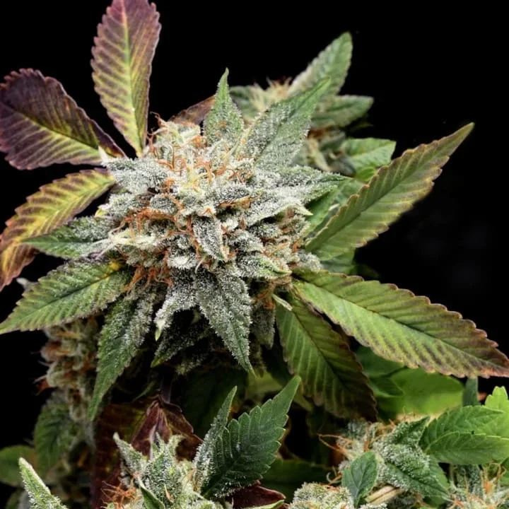 Sunset Sherbet