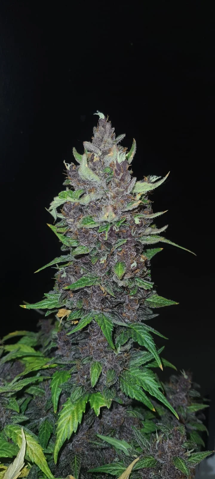 Rood Skunk 3