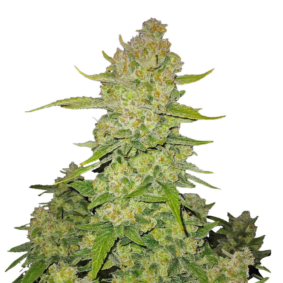 Papaya Cookies