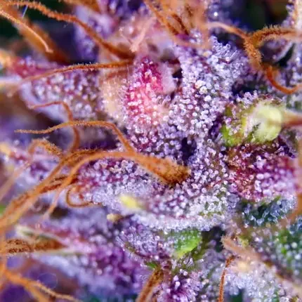 Purple 1 Dutch Passion Fot Com 4