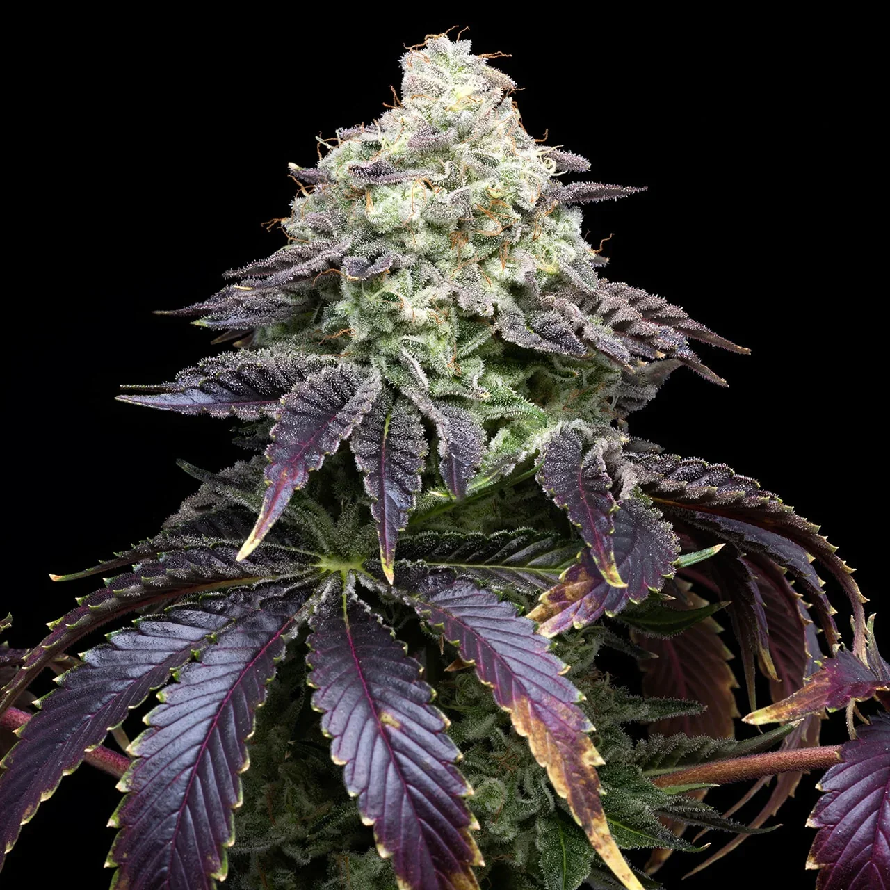 Black Biscotti 3