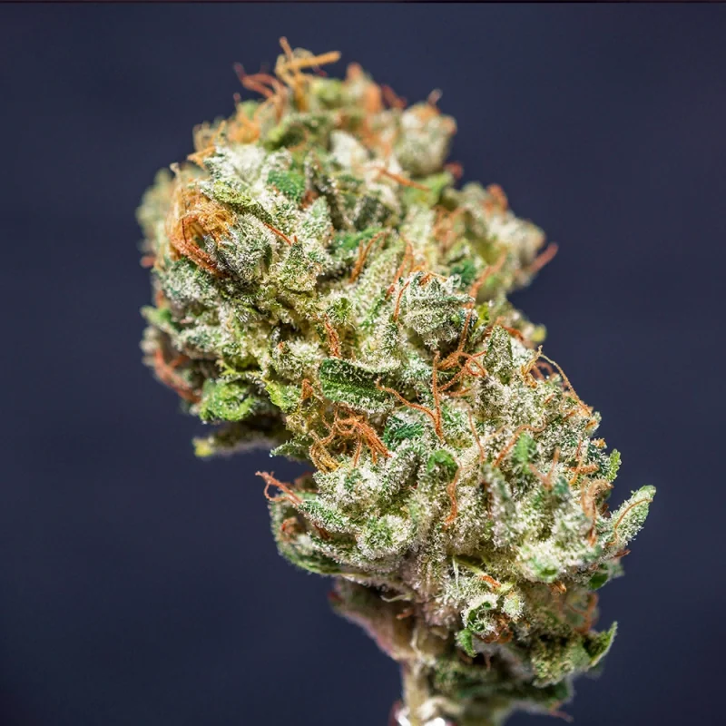 Frosty Friday 4