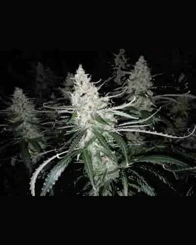 Blackberry Gum