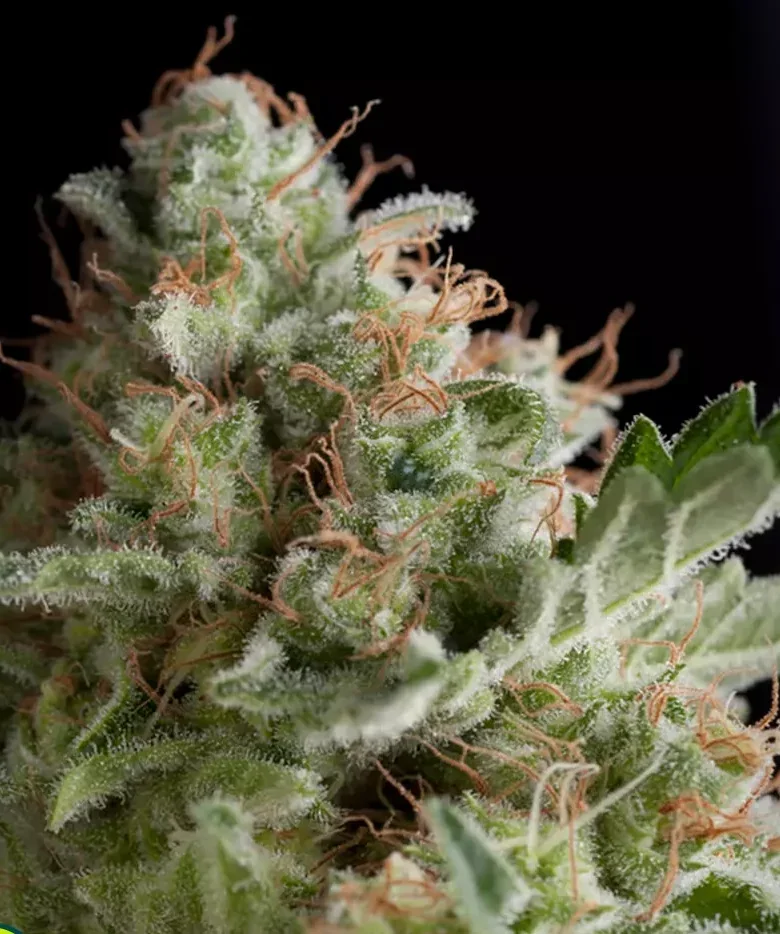 Mendocino Purple Kush