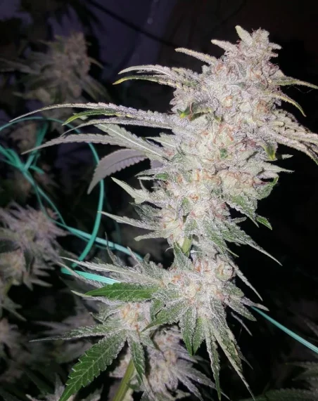 Buddha Tahoe Og