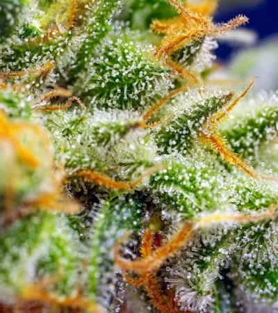 Crystal Candy Xl 2