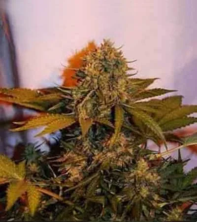 Big Bud
