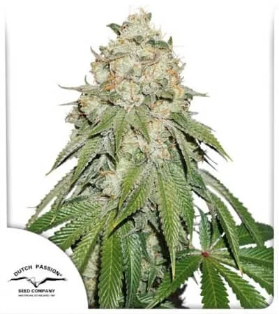 Banana Blaze 5