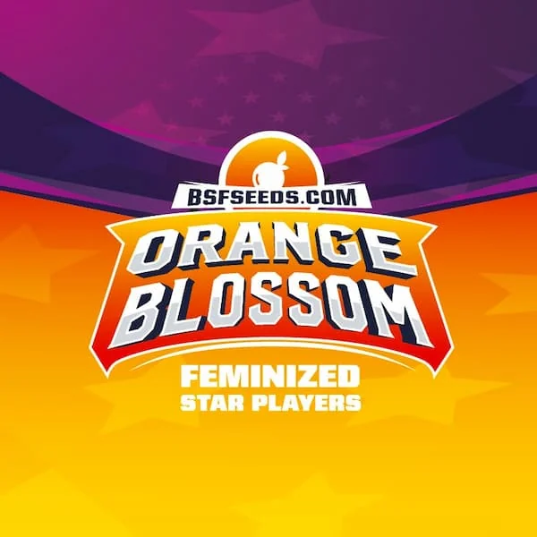 Orange Blossom
